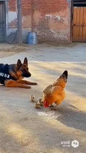 Hero Dog Saves Hen & Chicks from Eagle Attack