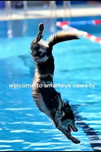 Olympic Diving Dogs 🐶💦 | You Won’t Believe These Jumps!