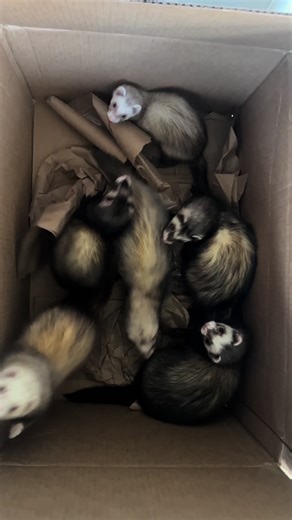 Discover What's Inside the Mystery Box for Ferrets