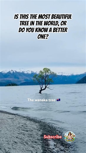 The World’s Most Photographed Tree? 📸 | That Wanaka Tree 🇳🇿 #travel #shorts