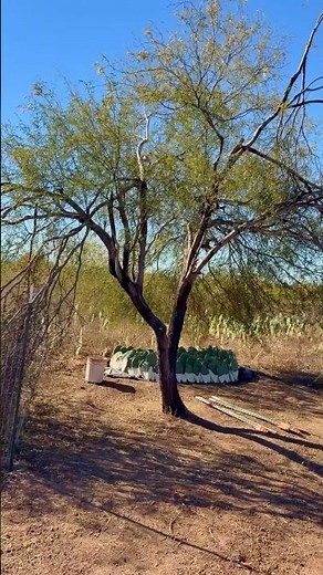 Mesquite Tree Cleaning | Integrated Farm | Sustainable Practices | Navojoa, Sonora, Mexico