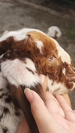 Funny Goat Moments That Will Make You Laugh