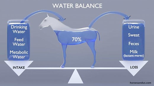 How Much Water Horses Drink Daily: 7 Influencing Factors
