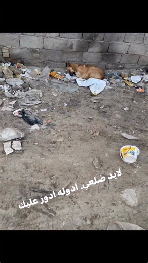 ‎كرار ابو زنوبه‎ on Instagram‎: "الدوله ادور عليه وهوه لابد. 😂😂 @إشارة"‎