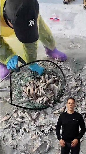 Incredible! Watch thousands of fish being pulled from a hole in the ice #fishing #ice #viral