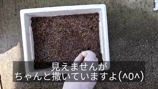 【家庭菜園必見 】【箱苗】初心者でも簡単に玉ねぎの苗作りポイント！！