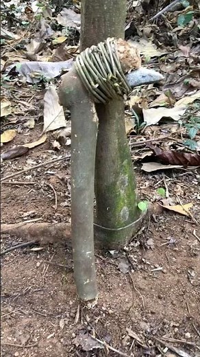 Testing an Ancient Stone Axe on a Tree: Does It Actually Work? #ancientknowledge #ancienttechnology