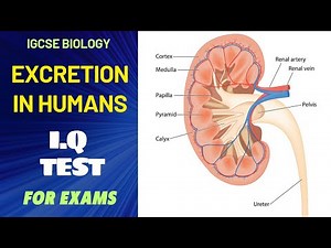 IGCSE BIOLOGY QUIZ ON EXCRETION IN HUMANS AND KIDNEY