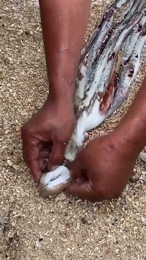 Amazing Compilation of Beach Foraging and Primitive Fishing Traps! 🌊🦑