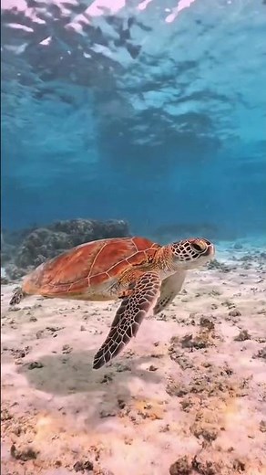 Scuba diving in Bali is everything you’ve imagined.
