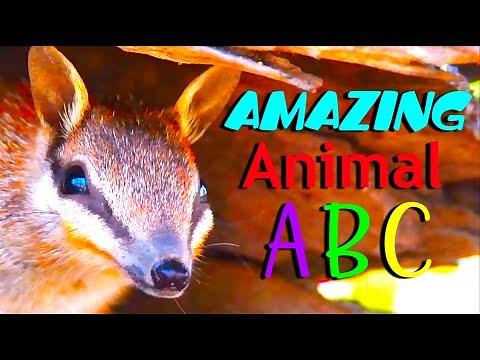 AMAZING ANIMAL ABC | phonic song | kids Animals Alphabet