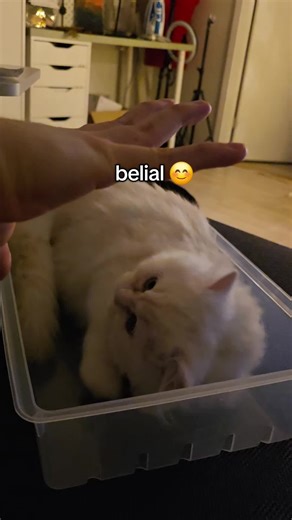 Adorable Kittens: The Joy and Mischief of Cat Zoomies