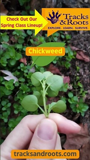 Chickweed Reel