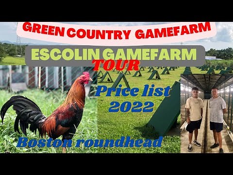 Escolin Gamefarm Green Country Gamefarm pricelist 2022 BOSTON ROUNDHEAD Big Farm In The Philippines