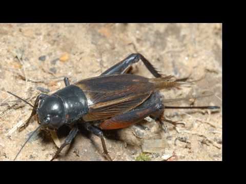 Cırcır Böceği Sesi (Gryllidae)