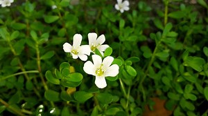 What Is Brahmi? Know 5 Amazing Benefits of This Ayurvedic Herb