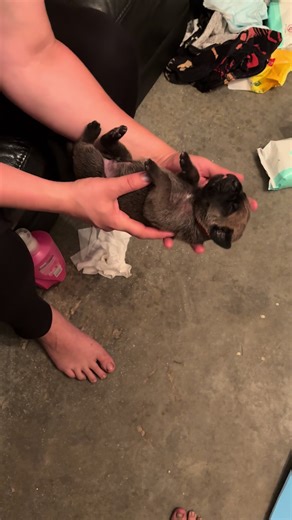 When it takes team work to make the dream work!!! 10 puppies routine that we do every night. With the family kicking in we get 4 pups done at a time! Chris, Zaketh, Mercedes and Myself running the program, Porsché records the data, Aston and Eleanor take pups back and forth. Here you see pups bathed clean, Red collar recieve his ENS, his Weight, his ESI and back to mum for food! #topshelfcorso #criticalmasscorso #criticalmasspuppies #corsopup #doingitbetter