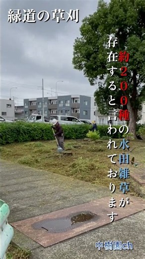 雑草の種類は・・・＃植木屋＃雑草＃種類＃数