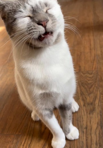 Funny Cat Faces: Hilarious Moments Caught on Video