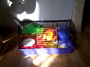 Jak opiekować się chomikiem?