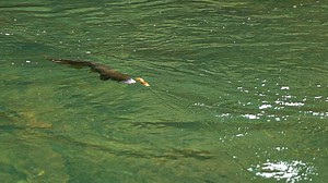 5.7K views · 148 reactions | When you’ve been fishing nymphs or dry flies and you want to try a streamer, can you just tie a streamer onto the same leader? It’s often a risky proposition and you’ll do better if you modify your leader to support the bigger, heavier fly - and the more aggressive strikes you are likely to get! In this video, Tom Rosenbauer tells you how to modify your leader when fishing streamers with a floating line. | Orvis Fly Fishing | Facebook