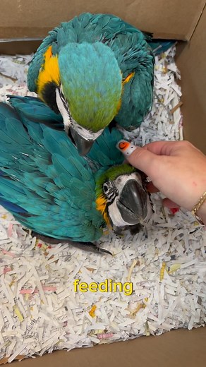 Baby Macaw alert!! 🚨 Two sweet little baby blue & gold macaws just in 💙💛. They are still hand feeding and are not ready to go home just yet but we ARE taking deposits. If a baby Macaw is something you’re interested in give us a call… tweet tweet 🦜 | NJ Exotic Pets