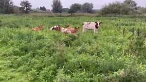 Happy heifers! https://www.cowsignals.com/en/online_courses/cowsignals | CowSignals Training Company