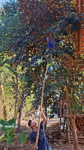 I've got it but the bird isn't there | Maduro Creator