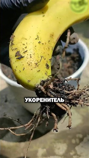 Gardeners, watch this method on how to root a banana at home🍌 #garden #countryhouse #vegetablegarden