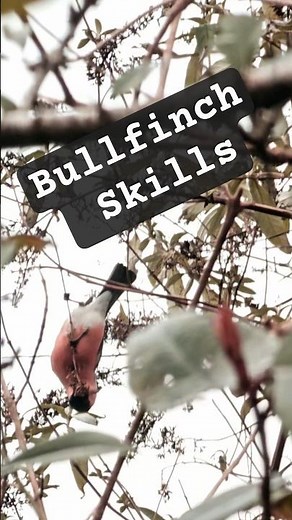 Bullfinch Amazing Skills