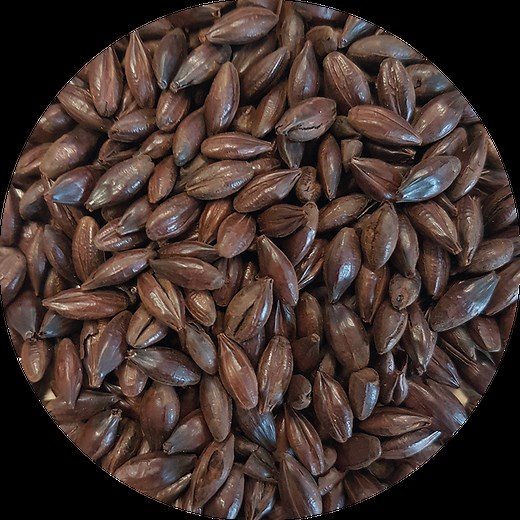Black Malt or Patent Malt | Crisp | Dark Roasted Malts For Stout & Porters