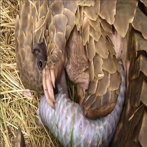 6.1K views · 42 reactions | Close-up of Pangolin giving birth  | Big Animal TV | Facebook