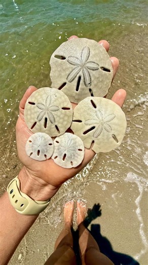 Most people think dark sand dollars are always alive, but that’s not true. A sand dollar is alive if its tiny spines are still moving. No movement = it has already passed, even if it’s still dark. Just like us, it takes time for a body to break down. Remember to never take a sand dollar unless you KNOW it’s dead, and return live ones to the water. Make sure to follow local laws as sand dollars are protected in some areas, and ethical shelling matters. 🐚💫 | Lawren Bagley