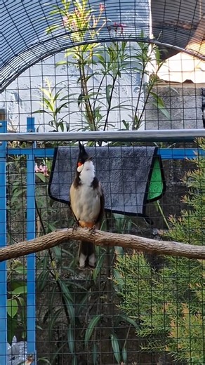 💎Bird Singing🥰 chàomàohót #คนรักนกแดนสะตอ #birds