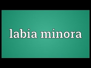 Labia minora Meaning