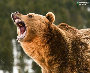 Rare Footage: Grizzly Bear Attacks a Cow