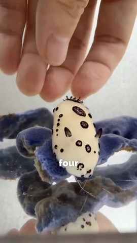 The Most Beautiful Sea Slugs in the Ocean 🐌 #oceanlife #marinelife #amazinganimals #fypシ゚