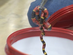 Rains, flooding causing more snakes to slither around S.A.
