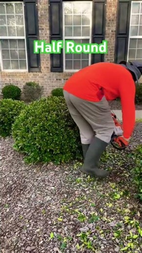 Trimming Bushes into a Perfect Half Round Shape 🌿 | Satisfying Garden Makeover