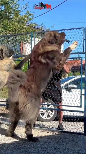 One of the largest dogs in the world 😳#dog #bigdog #jozodogs #dogs