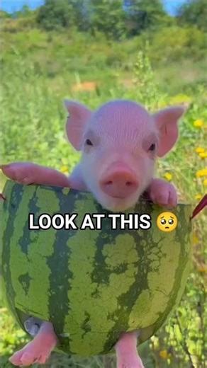Cutest little pig ever 🐷🥺