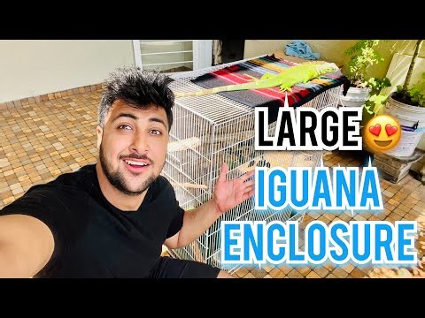 Iguana Enclosure || Iguana Setup || Setup and Enclosure idea || Pune || #enclosure #iguana #pune