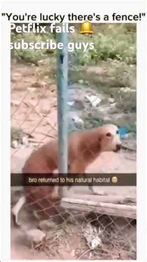 funny pet fails 🤣 | EP 2 #funny #shorts #viral #failarmy #fails #epicfail #pets