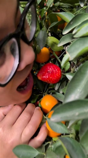 Vẫn chưa ai biết đây là quả gì nhỉ #funny