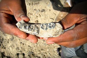 New fossil pushes back Homo genus 400,000 years
