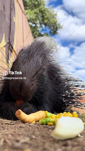 Porcupine ASMR: The Unique Chewing Habit Explained