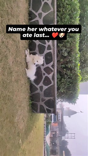 Comment down 👇🐶 #cocothemaltipoo #femalemaltipoo #coco #trendingreels #puppylove