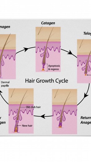 Hannah Barnes on Instagram: "The hair growth cycle 👇🏼 The hair growth cycle can be divided into 4 phases: anagen, catagen, telogen and exogen phase. 1. ANAGEN This is the first and longest stage of hair growth. A hair follicle on your scalp stays in this stage for anywhere from 3-7 years, but is shorter for males. About 90% of your hair follicles are in the Anagen stage at one time- on a healthy scalp. 2. CATAGEN This is a transition phase and is very short, about 7-21 days or so. In this phas