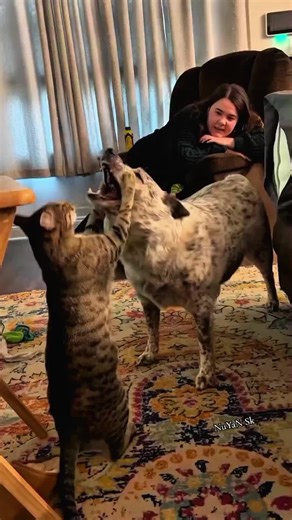 Funny Dog vs Cat Friendship Moments in Short Video