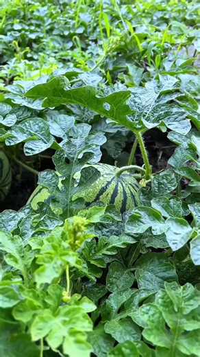 How to grow big and sweet watermelons#vegetablegarden #plantingtechniques #planttips | Agriculture 12.7